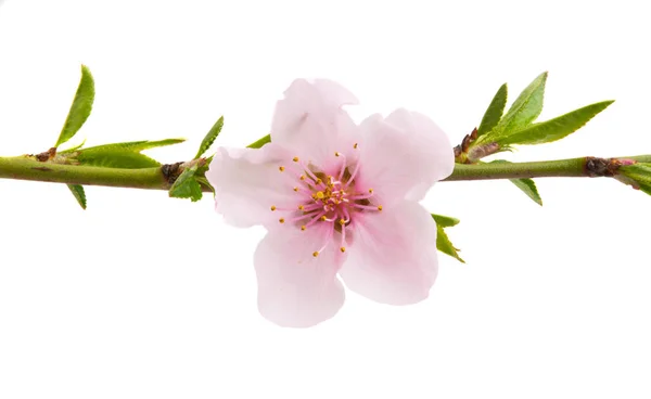 Sakura bloemen geïsoleerd — Stockfoto