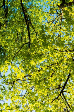 yeşil yapraklı bahar dalları 