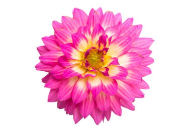 pembe yıldız çiçeği izole 