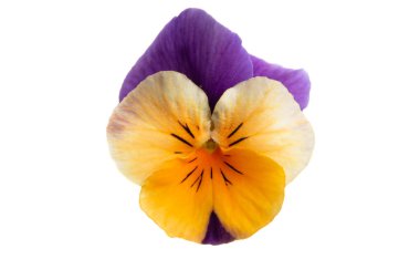 izole Hercai Menekşe 