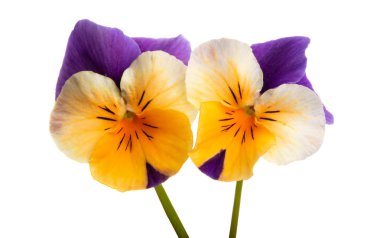 izole Hercai Menekşe 