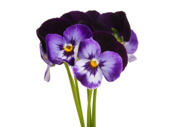 izole Hercai Menekşe 