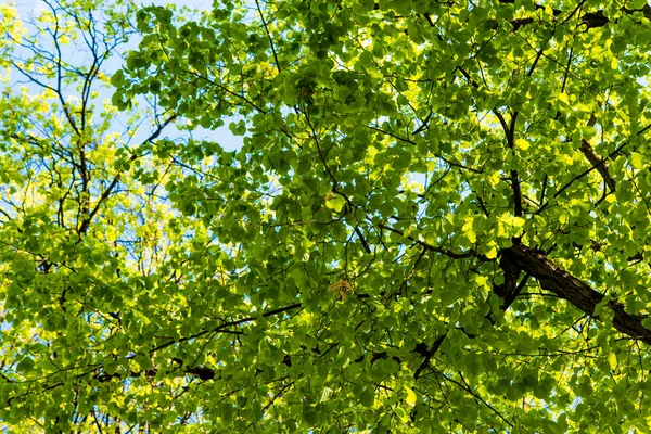 Spring branches with green foliage — Stock Photo, Image