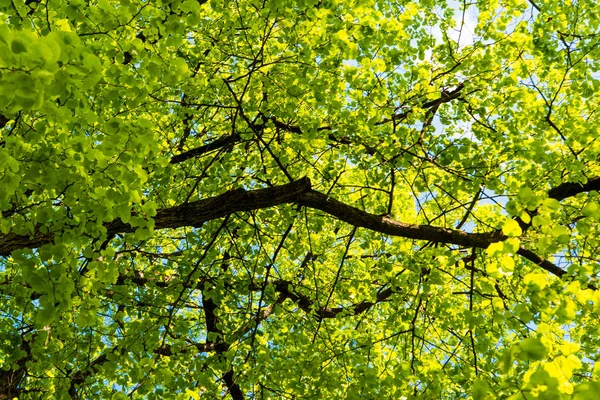 Spring branches with green foliage — Stock Photo, Image