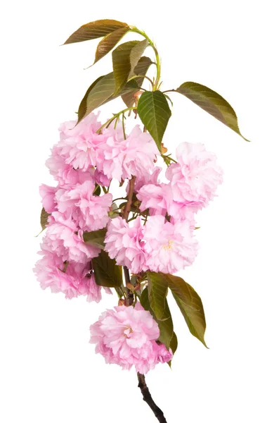 Tak met sakura bloemen geïsoleerd — Stockfoto