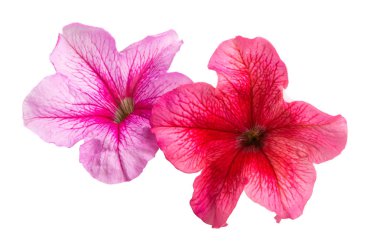 Petunya çiçek izole 