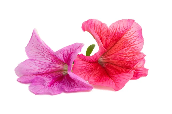 Petunia fleur isolée — Photo