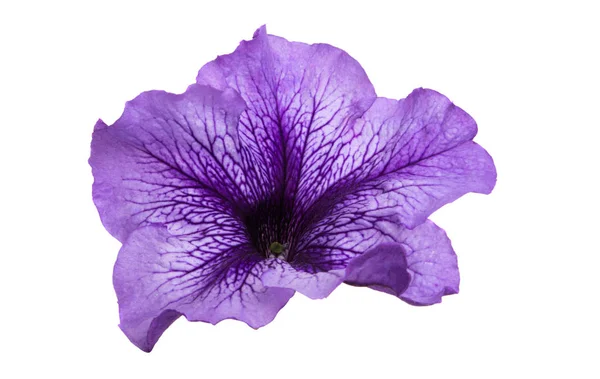 Petunia fiore isolato — Foto Stock