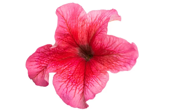 Petunya çiçek izole — Stok fotoğraf