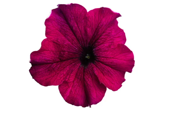 Petunia fiore isolato — Foto Stock