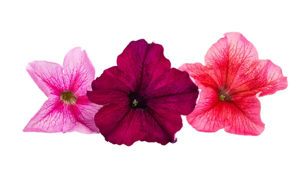 Flor de Petunia aislada —  Fotos de Stock