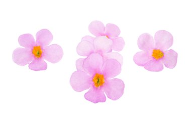 bacopa isolated clipart