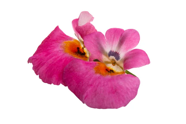 Růžový snapdrak izolovaný — Stock fotografie