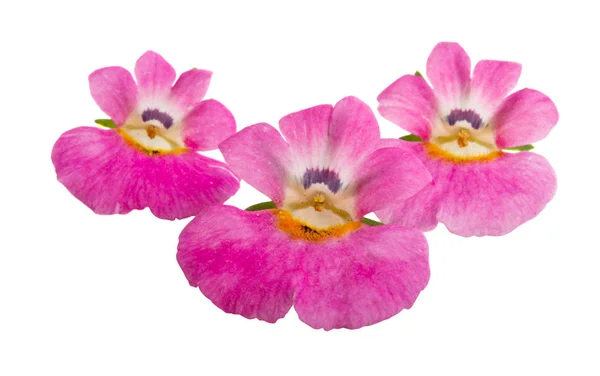 Pink snapdragon isolated — Stock Photo, Image