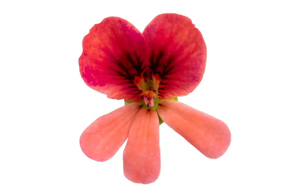 Afrikansk geranium isolerad — Stockfoto