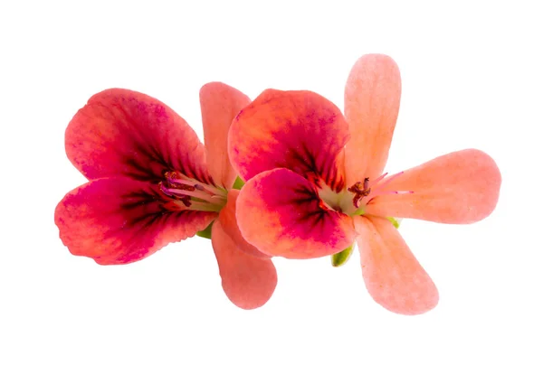 African geranium isolated — Stock Photo, Image