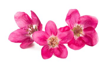 kırmızı elma çiçekleri izole 