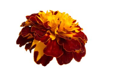 izole marigolds 