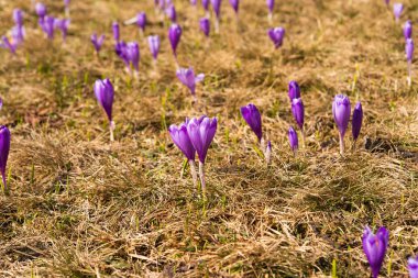 bir çayırda yetişen safran 