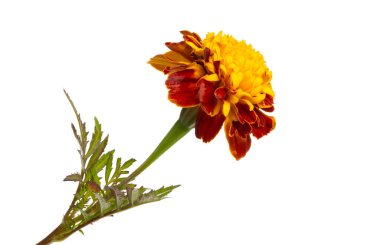 izole kadife çiçeği