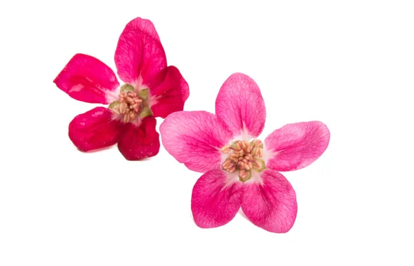 Izolált vörös Alma virágok — Stock Fotó
