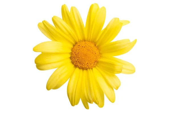 Bush daisy isolated — Stock Photo, Image