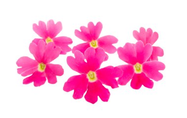 pembe verbena izole 