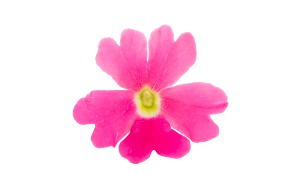 Verbena rosa isolado — Fotografia de Stock