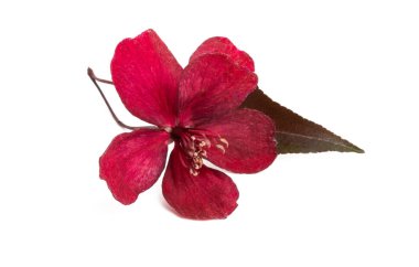 kırmızı sakura çiçek izole