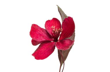 kırmızı sakura çiçek izole