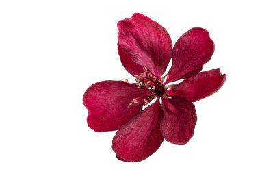 kırmızı sakura çiçek izole