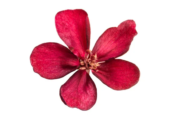 Flor de sakura roja aislada —  Fotos de Stock