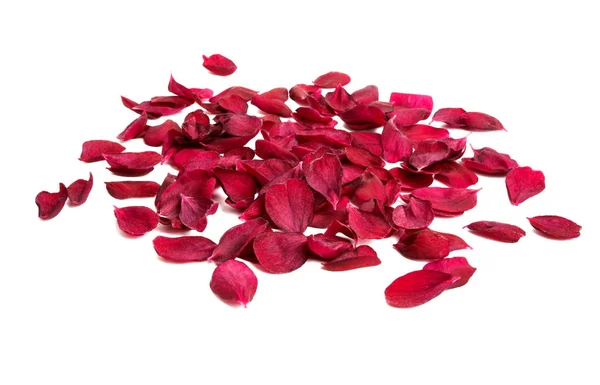 Red sakura flower isolated — Stock Photo, Image