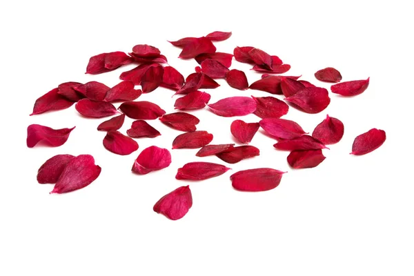 Red sakura flower isolated — Stock Photo, Image