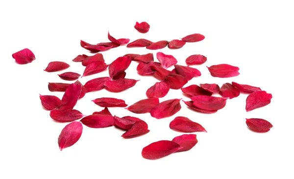 Red sakura flower isolated — Stock Photo, Image