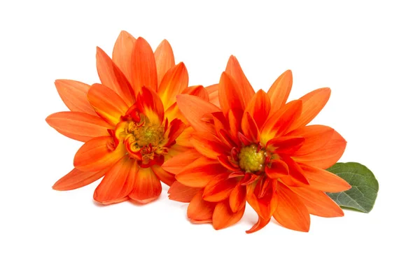 Orange dahlia isolerade — Stockfoto