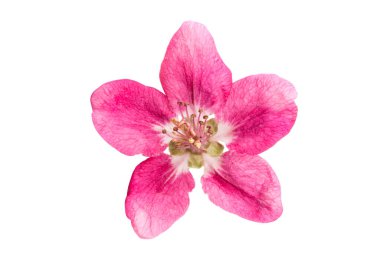 kırmızı elma ağacı çiçekleri izole 