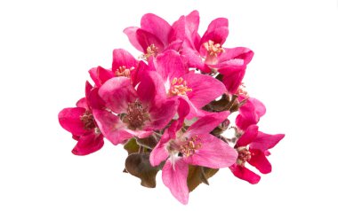 kırmızı elma ağacı çiçekleri izole 