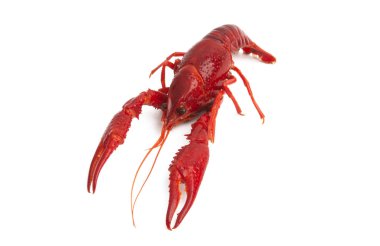 kırmızı kanser izole 