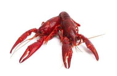 kırmızı kanser izole 