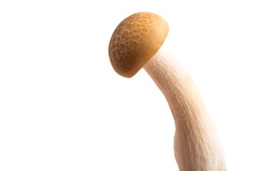 İzole Shimeji mantar 