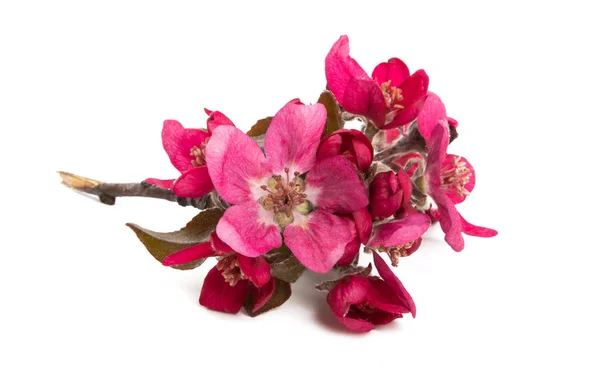 Flores de macieira vermelha isoladas — Fotografia de Stock