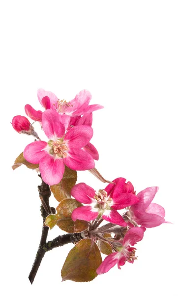 Červený jablečný strom květiny izolovaný — Stock fotografie