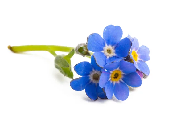 Forget-me-not geïsoleerd — Stockfoto