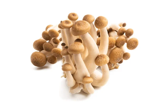 Shimeji-paddenstoelen geïsoleerd — Stockfoto