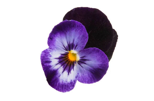 Flor pansy aislada —  Fotos de Stock