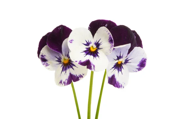 Pansy flower isolated — Stock Photo, Image