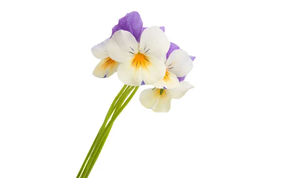 Pansy flower isolated — Stock Photo, Image