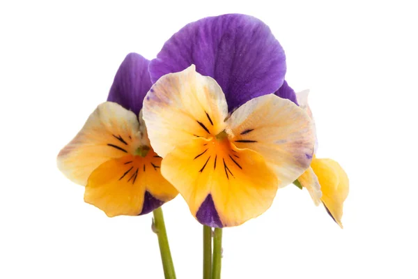 Pansy flower isolated — Stock Photo, Image