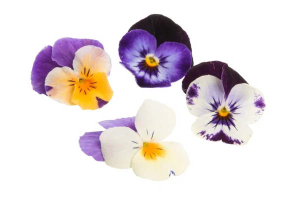 三色紫罗兰花隔离 — 图库照片
